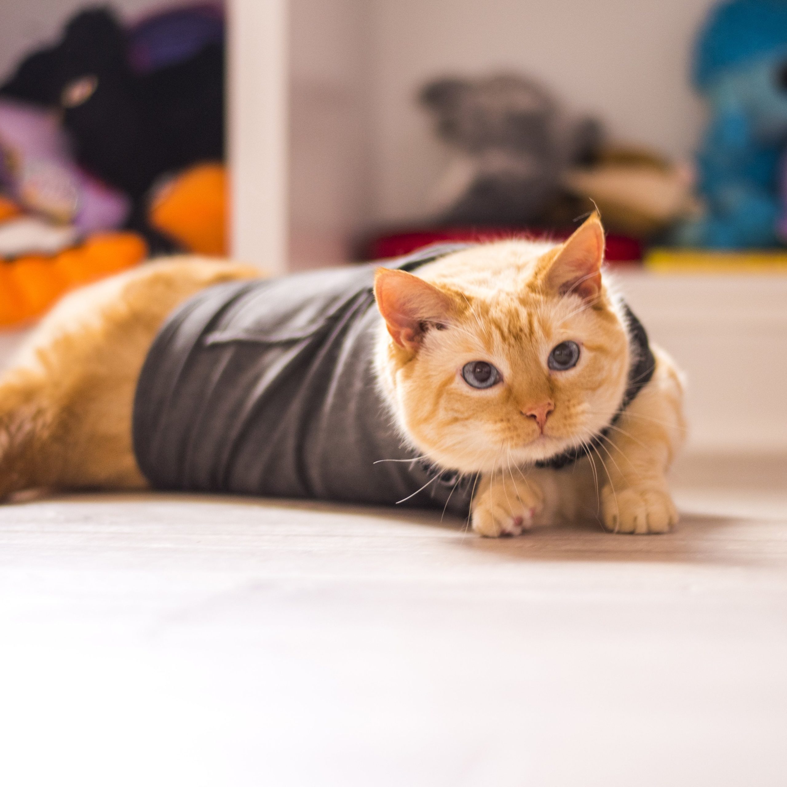 04_-_ThunderShirt_for_Cats_-_lifestyle_e8ab4e5c-aa66-41bf-bff4-bbcb98c9b6ab.jpg
