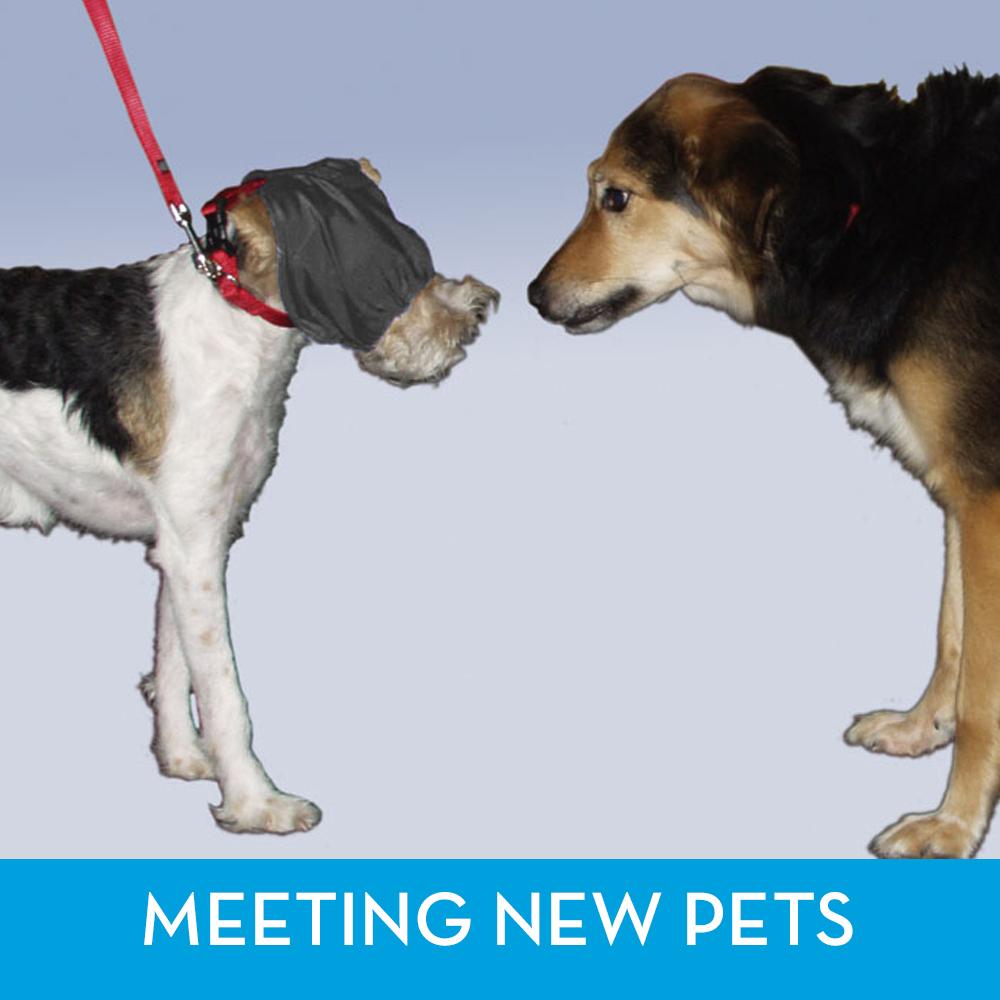 ThunderCap_-_dog_calming_cap_helps_to_calm_dogs_while_meeting_new_pets.jpg