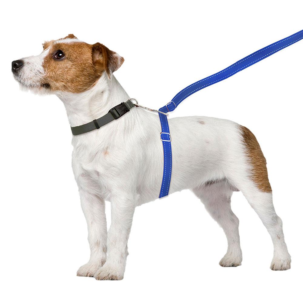 ThunderLeash_Standard_No-Pull_Leash_for_Dogs_-_Blue_-_Leash_on_Dog_4d16e773-c075-46c2-9e55-72b96835f2a2.jpg