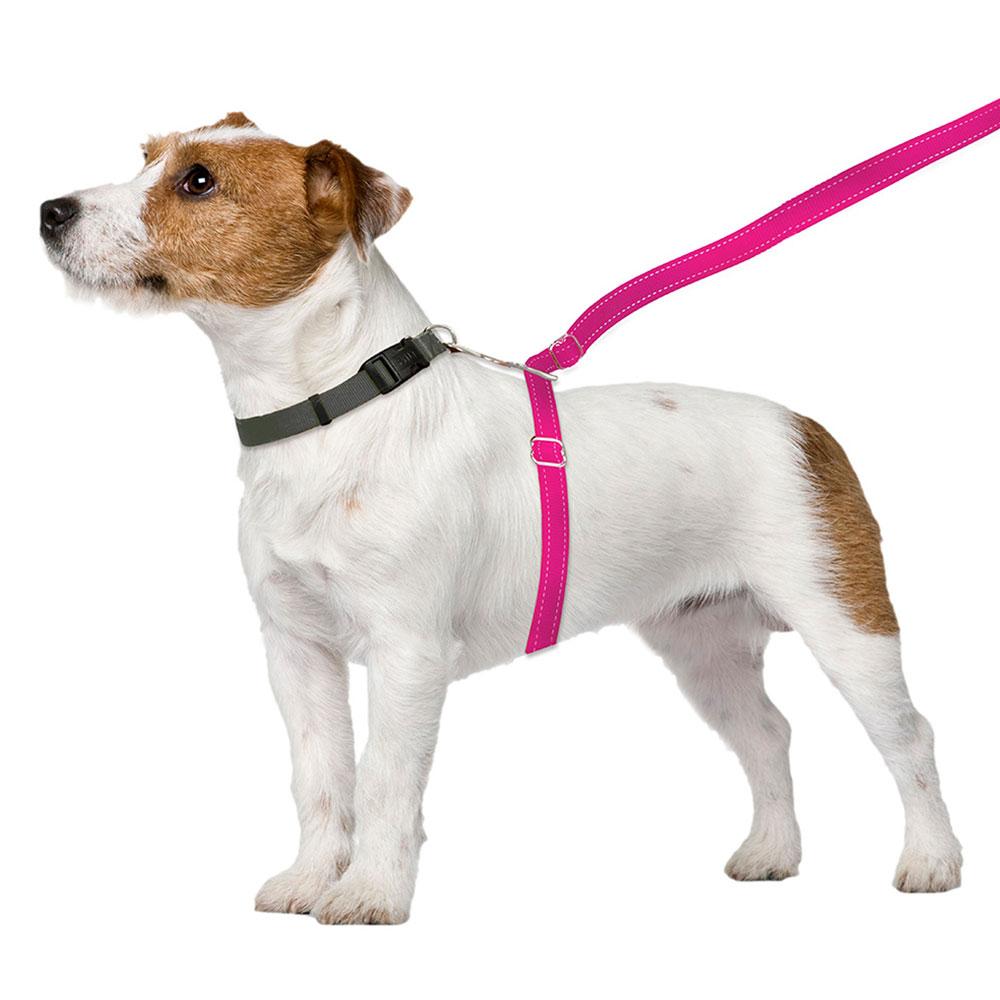 ThunderLeash_Standard_No-Pull_Leash_for_Dogs_-_Pink_-_Leash_on_Dog_84cc7961-5fa8-49d8-933f-ae3b76fe09cd.jpg