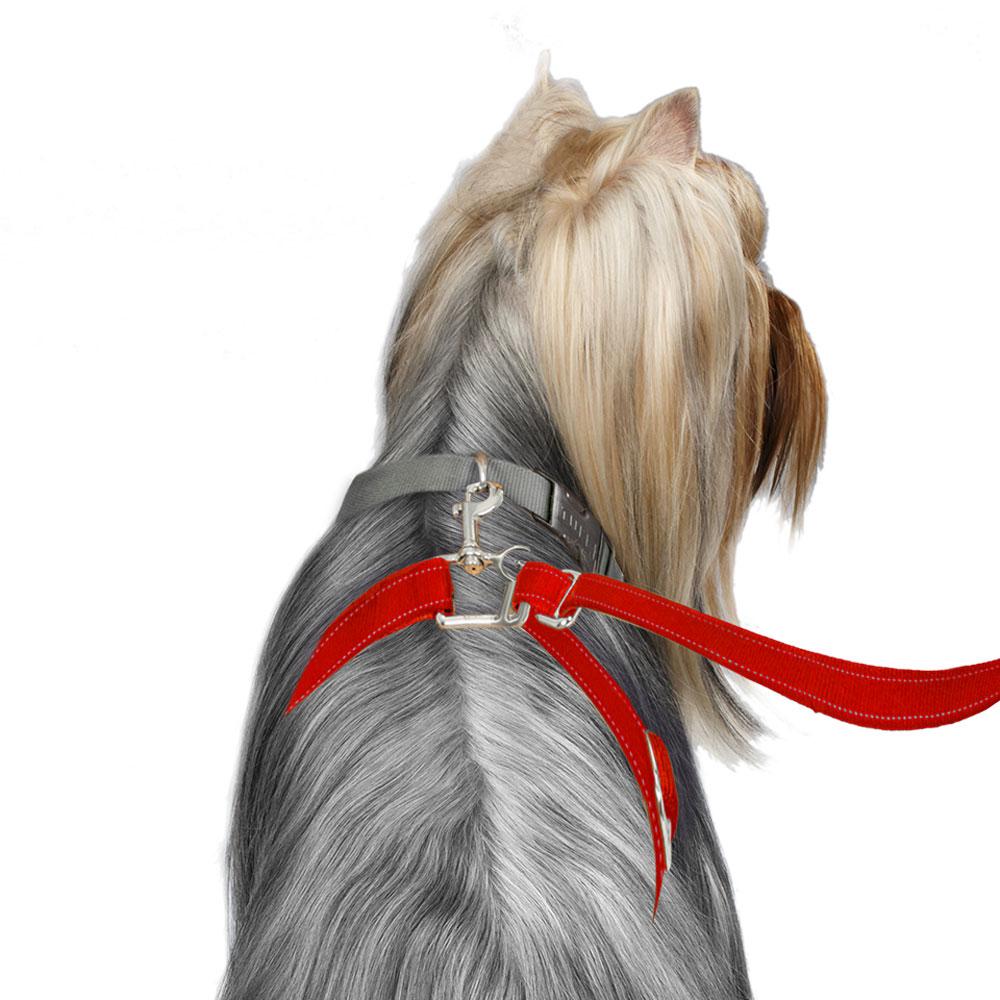 ThunderLeash_Standard_No-Pull_Leash_for_Dogs_-_Red_-_Dog_using_Leash_2e1dc940-d750-4aad-9c73-33e02280f75d.jpg